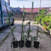 Smrek obyčajný Dr. Barański, Picea abies  +140 cm, kont. 3l