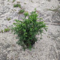 Cypruštek tupolistý Gitte, Chamaecyparis obtusa 20 - 30 cm, kont. 3l