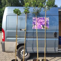 Lipa malolistá Green Globe, Tilia cordata, + 180 cm, kontajner 7l