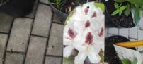 Rododendron Sapporo, Rhododendron, 30 - 50 cm, kont. 5l