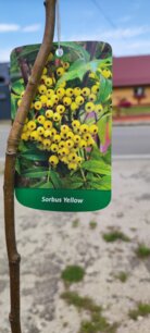 Jarabina vtáčia, Sunshine, Sorbus aucuparia, +140 cm, kontajner 5l