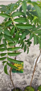 Jarabina vtáčia, Sunshine, Sorbus aucuparia, +140 cm, kontajner 5l