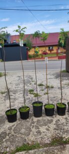 Jarabina vtáčia, Sunshine, Sorbus aucuparia, +140 cm, kontajner 5l