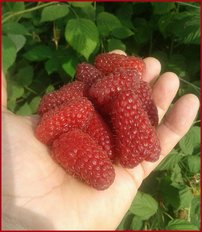 Malina Przehyba, Rubus idaeus 20 - 30 cm kontajner 1 l