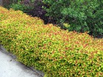 Tavoľa  Goldflame, Spiraea x bumalda, kontajner 2l. výška 20 cm