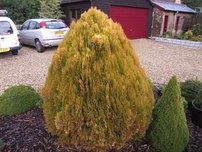 Tujovec východný Southport , Platycladus orientalis, 40 – 60 cm, kontajner 3l