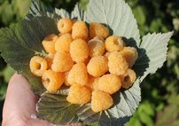 Malina Poranna Rosa, Rubus idaeus 30 - 40 cm kont.1l