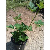 Černica Triple Crown, Rubus fruticosus 30 - 40 cm kont. 1,5 I
