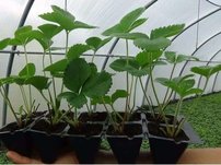 Jahoda veľkoplodá Dukat, FRAGARIA × GRANDIFLORA, 10 zakorenených kusov