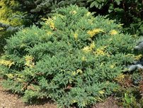 Borievka čínska Expansa Aureospicata , Juniperus chinensis, 40 – 50 cm, kontajner 3l