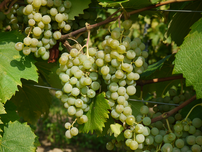 Vinič hroznorodý Sibera, Vitis vinifera, kontajnerovaná sadenica 1 l
