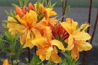 Azalka Csardas Azalea 40 - 60 cm. kont. 4l