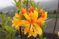 Azalka Csardas Azalea 40 - 60 cm. kont. 4l