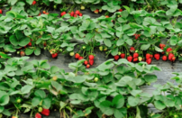Jahoda veľkoplodá Dukat, FRAGARIA × GRANDIFLORA, 10 zakorenených kusov