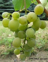 Vinič hroznorodý Bilyj Kokl, Vitis vinifera, kontajnerovaná sadenica 1 l