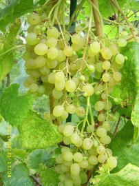 Vinič hroznorodý Rusbol, Vitis vinifera, kontajnerovaná sadenica 0,5 l