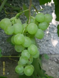 Vinič hroznorodý Talizman, Vitis vinifera, kontajnerovaná sadenica 1 l
