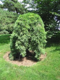 Borovica hustokvetá Pendula, Pinus densiflora, 35 - 50 cm, kont. 5l
