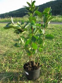 Arónia čiernoplodá Viking, Aronia melanocarpa kont .1l