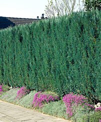 Cypruštek lawsonov Columnaris, Chamaecyparis lawsoniana, 40 - 60 cm, kont. 3l