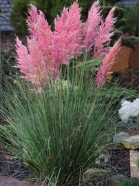 Kortadéria pampová Rosea, Cortaderia selloana, 10 – 100 cm, kontajner 2l