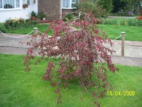 Jabloň Royal Beauty, Malus, 80 -100 cm, kont. 5l