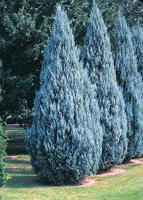 Borievka skalná Moffat Blue, Juniperus scopulorum 40 - 60 cm, kont. 3l