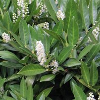 Vavrínovec lekársky Caucasica, Prunus laurocerasus, 15 – 20 cm, kontajner 2l