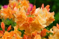 Azalka Csardas Azalea 40 - 60 cm. kont. 4l