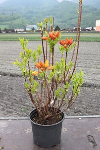Azalka Csardas Azalea 40 - 60 cm. kont. 4l