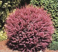 Dráč thunbergov Pink Queen, Berberis thunbergii, 20 - 30 cm kontajner 3l