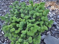 Jedľa balzamová Picolo ,Abies balsamea, 10 - 15 cm, kont. 3l
