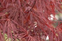 Javor dlaňovitolistý Firecracker, Acer palmatum, na kmienku, +150 cm, kontajner C 4