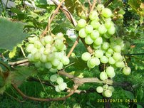 Vinič hroznorodý Altaj, Vitis vinifera, kontajnerovaná sadenica 0,8 l