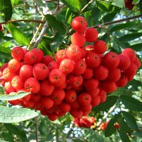 Jarabina vtáčia Alaja Krupnaja ,Sorbus aucuparia, 150 – 170 cm, kontajner 5l