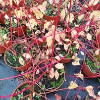 Drieň krvavý Anny's Winter Orange, Cornus sanguinea, 40 – 50 cm, kontajner 3l
