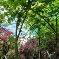 Javor dlaňovitolistý Aoyagi , Acer palmatum , kmeň + 160 cm, kontajner C 4