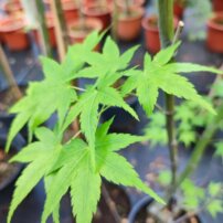 Javor dlaňovitolistý Aoyagi , Acer palmatum , kmeň + 160 cm, kontajner C 4