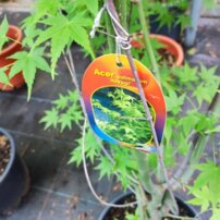 Javor dlaňovitolistý Aoyagi , Acer palmatum , kmeň + 160 cm, kontajner C 4