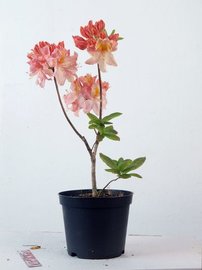 Azalka Cecile, Azalea 40 - 60 cm, kont. 5l
