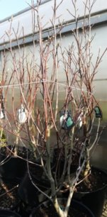 Magnólia Blue Opal,  Magnolia acuminata + 200 cm, kontajner 10l