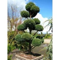 Borievka čínska Blue Alps,	Juniperus chinensis 40 - 50 cm, kont. 3l