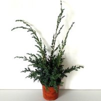 Borievka čínska Blue Alps,	Juniperus chinensis 40 - 50 cm, kont. 3l