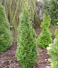 Tuja západná Brobeck Tower, Thuja occidentalis 30 - 40 cm, kont. 3l