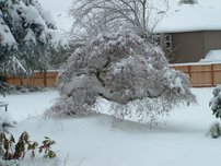 Javor dlaňovitolistý Tamukeyama, Acer palmatum , 30 – 40 cm, kontajner C 10