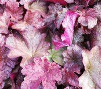 Heuchera Berry Smoothie, kont. 1l