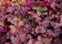 Heuchera Berry Smoothie, kont. 1l