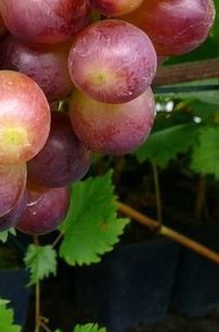 Vinič hroznorodý Biespodobnyj, Vitis vinifera, kontajnerovaná sadenica 1 l