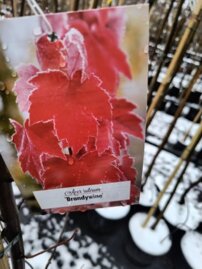 Javor červený Brandywine, Acer rubrum, + 190 cm, kontajner 5l