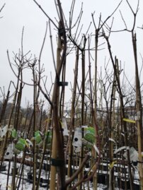 Javor červený Brandywine, Acer rubrum, + 190 cm, kontajner 5l